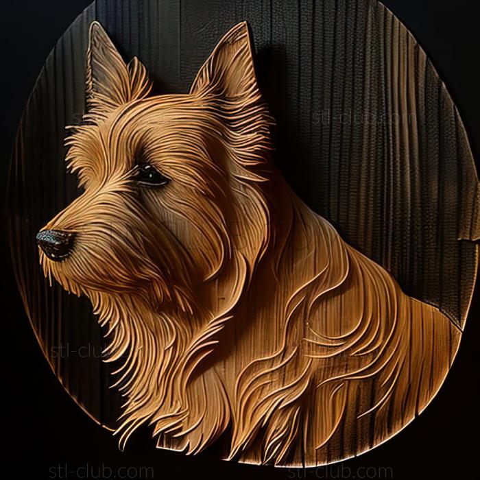 st Australian Terrier dog